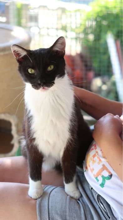 Batman do adopcji szuka domu