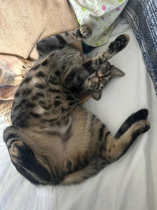 Doce- gatinho super meigo para adoção responsável