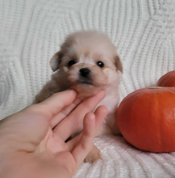 Найчарівніша  міні  Помапу кралечка з Києва