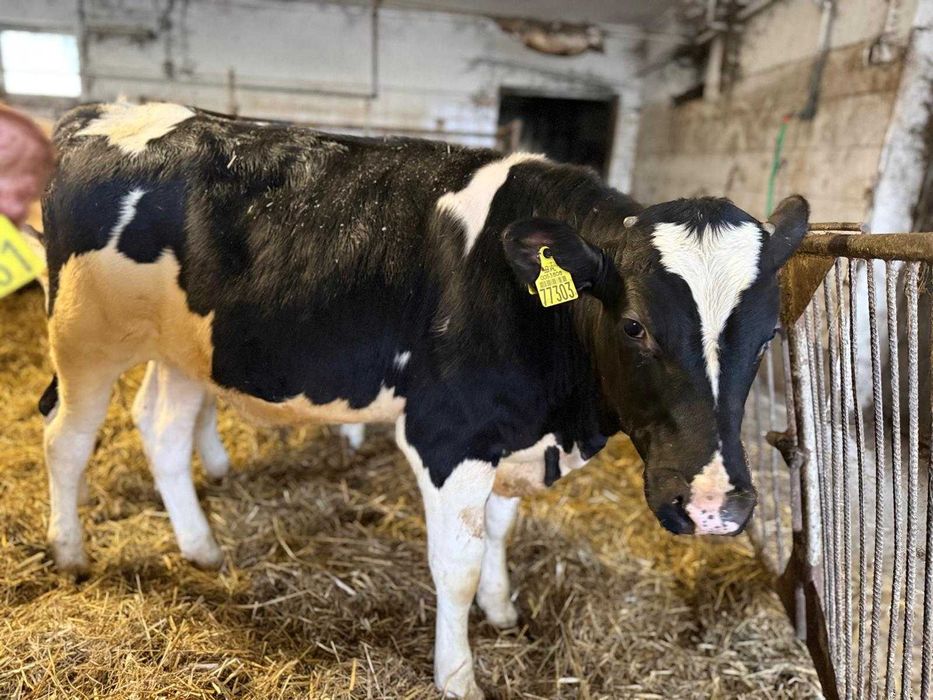 Byczki odsadki mieszańce hf