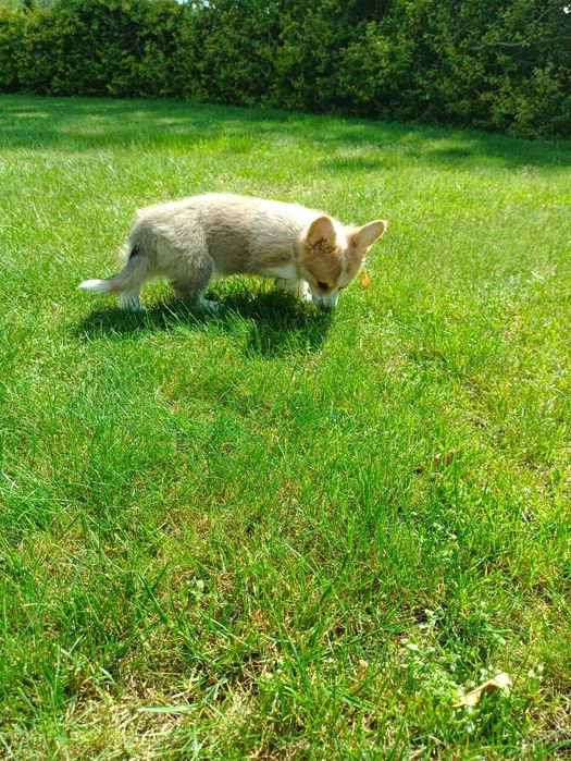 Suczka Welsh Corgi PEMBROKE - Kreda