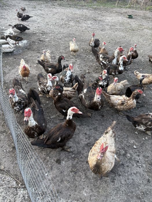 Індокачки 500 грн.