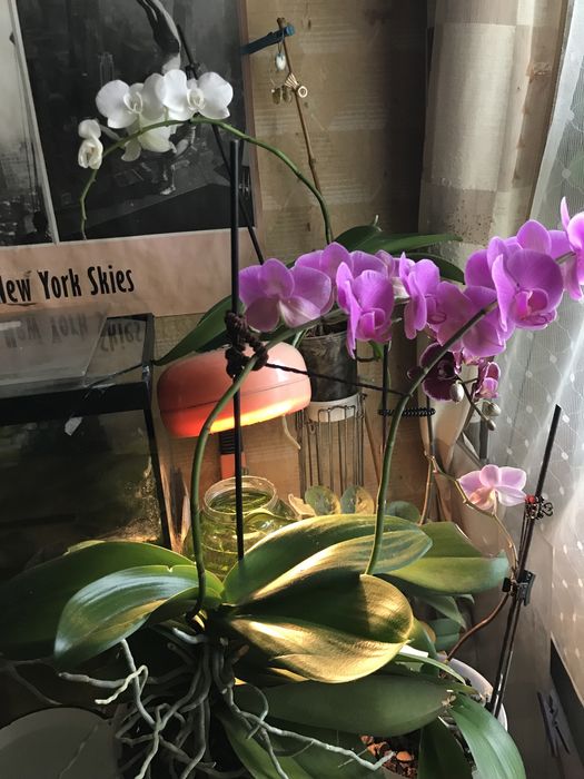 Орхидеи фаленопсис