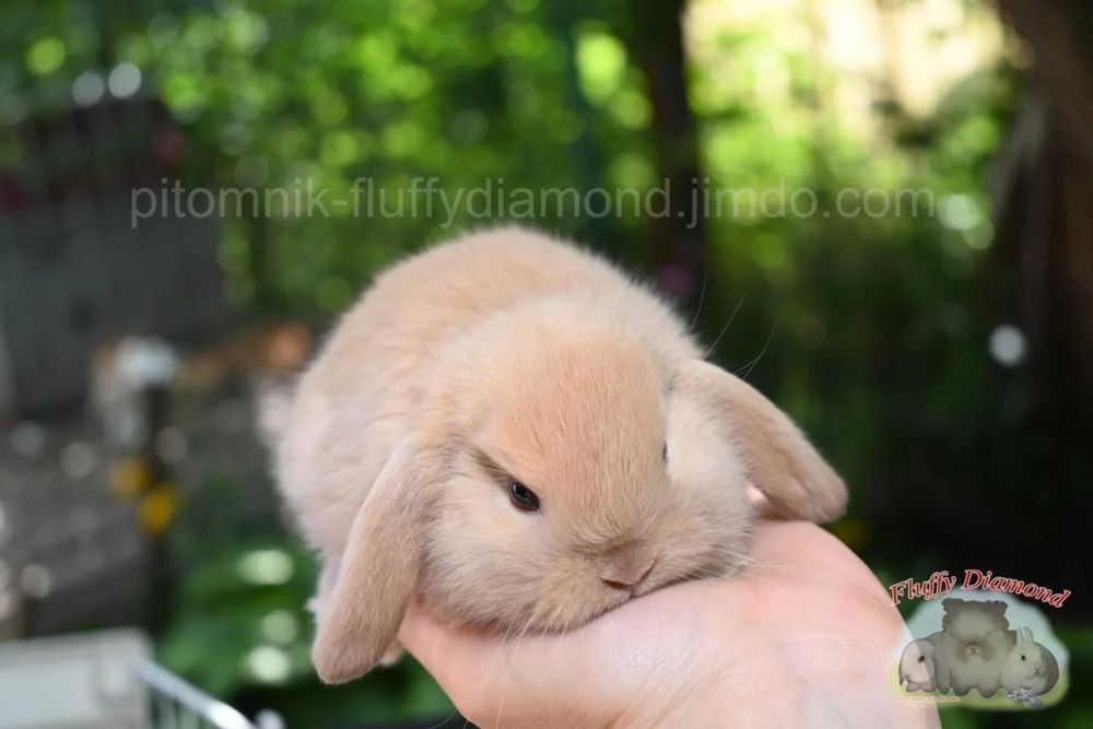 Ексклюзивні карликові кролики. Висловухий NHD. Є вибір! Розплідник