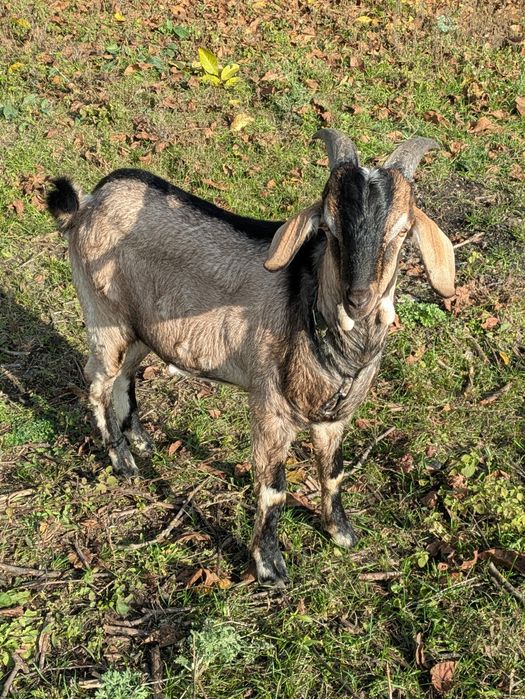 Англо- нубійский козлик, покритіе, обмін, продажа на племя аба м'ясо