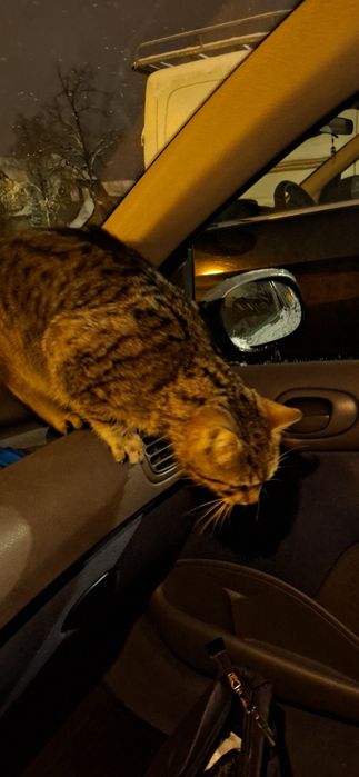 Szukam starego  kotka