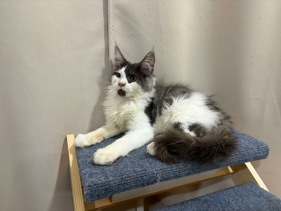 Macho  Maine Coon com pedigree