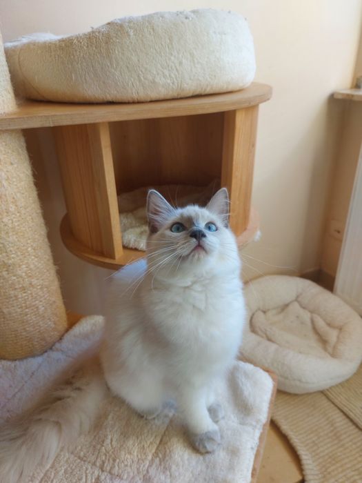Kotka  Hesia Ragdoll FPL/ FIFE .