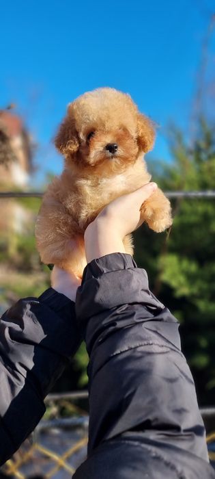 Мальчик Мальтипушка)F1