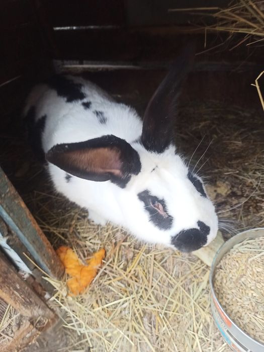 Продам кроликов породистых