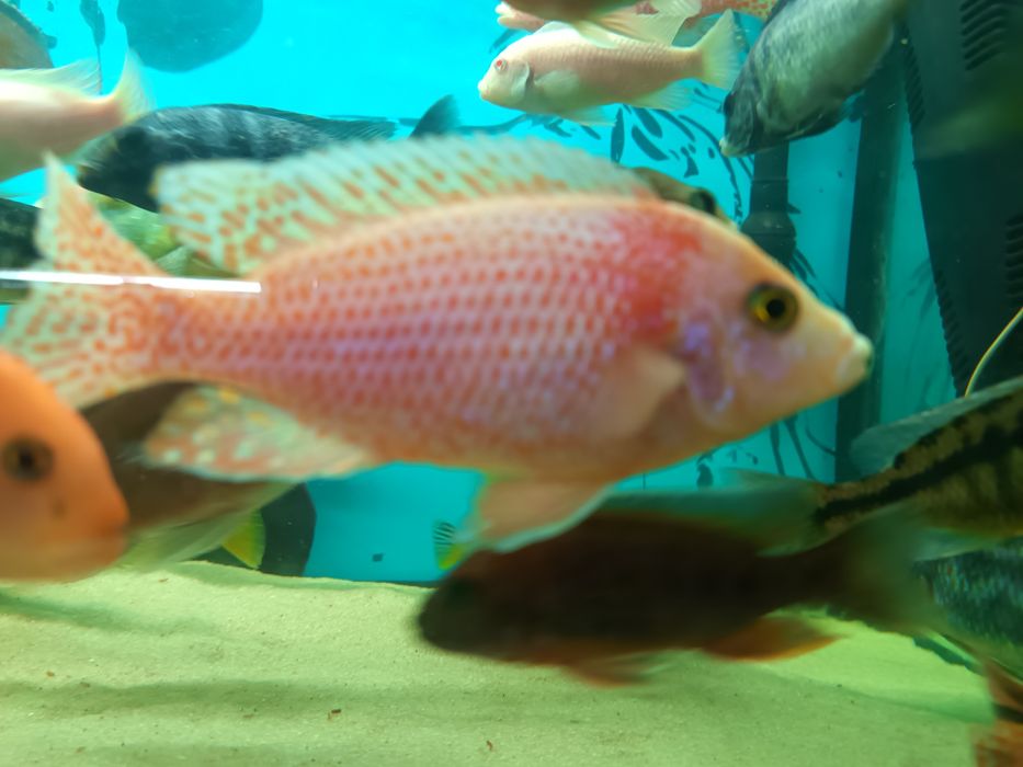 pyszczaki alunocara fire fisch