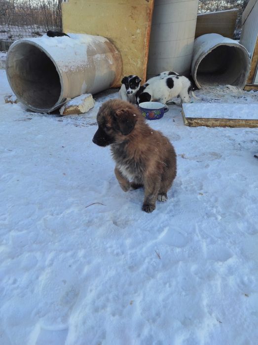 Цуценята шукають дім