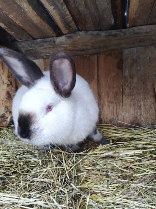 Каліфорнія самець