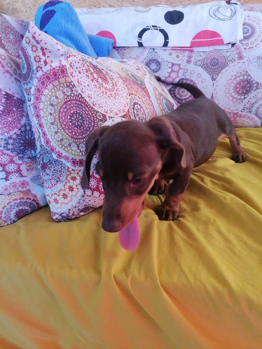 Lindíssima Menina Teckel