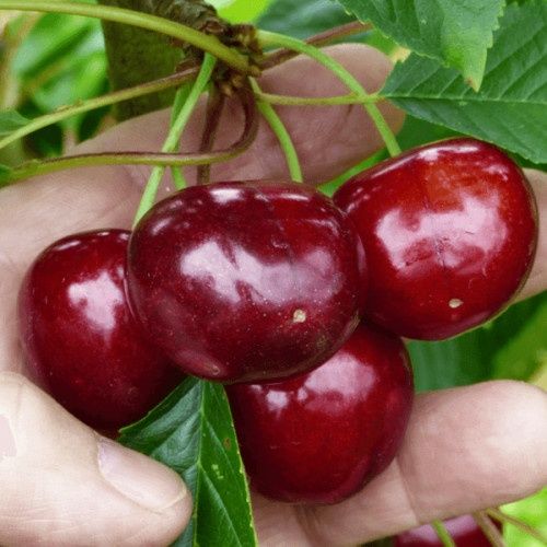 Саджанці черешні. Опт/роздріб