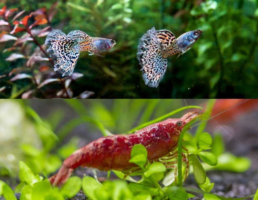 Zamiast Bojownika kolorowy zestaw do nano 20l Gupiki Metal Rainbow/krewetki Red
