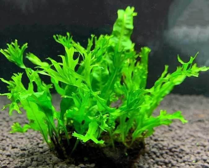 Plantas Aquario Feto Java Windelov