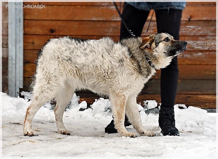 HARRY niedźwiadek, mlody, przyjazny czeka na swojego czlowieka