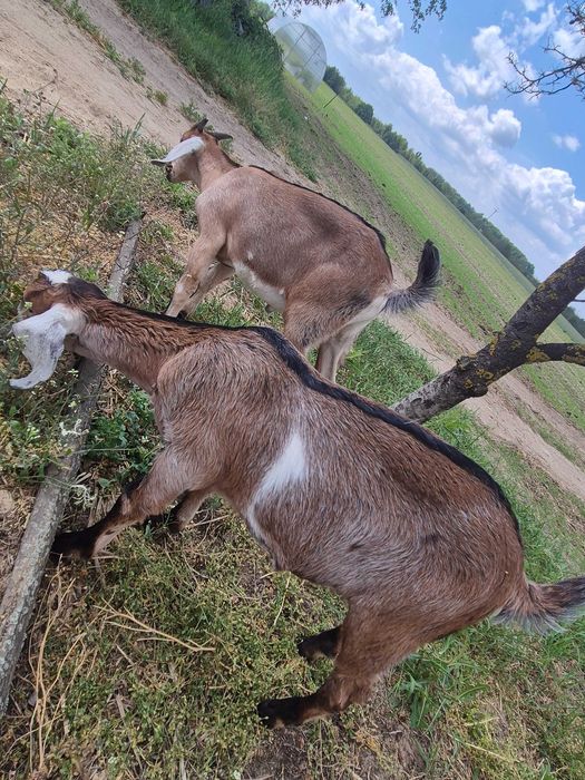 Koziołki anglonubijskie