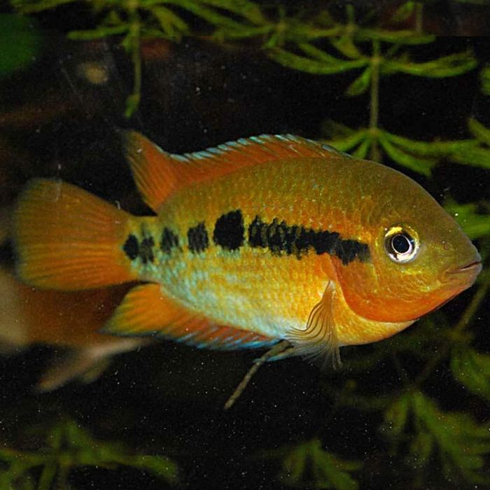 Pielęgnica Miodowa