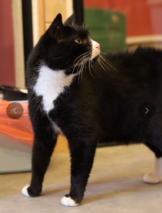 Harry, czy kocurek 8 lat ma szansę na dom?