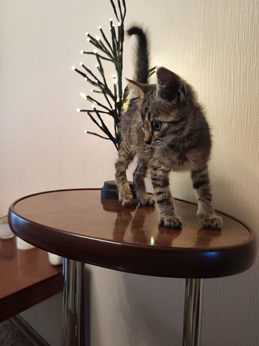 Маленькі кошенята шукають найкращі родини.