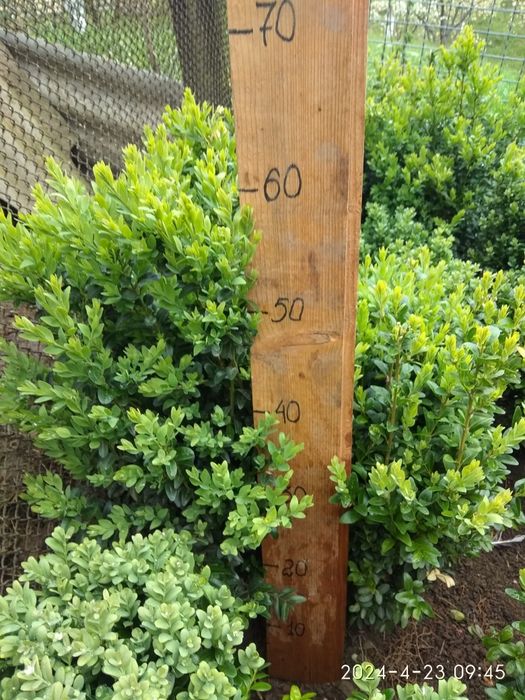 Самшит формований, туя колоновидна.