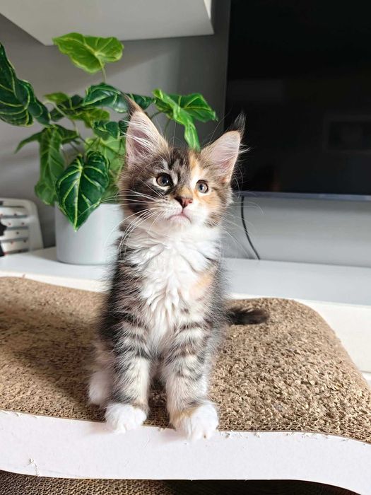 Kotka Maine Coon