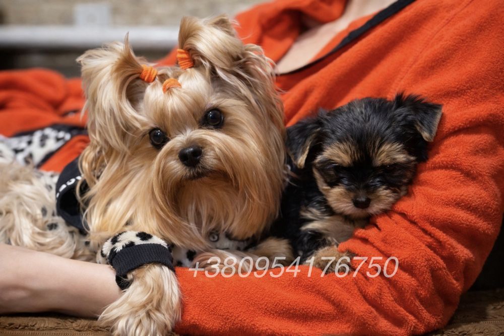 Щенки йоркширского терьера