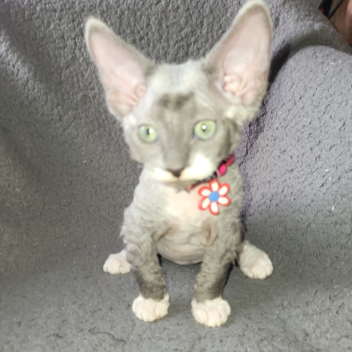 Велюровый мальчик канадский сфинкс