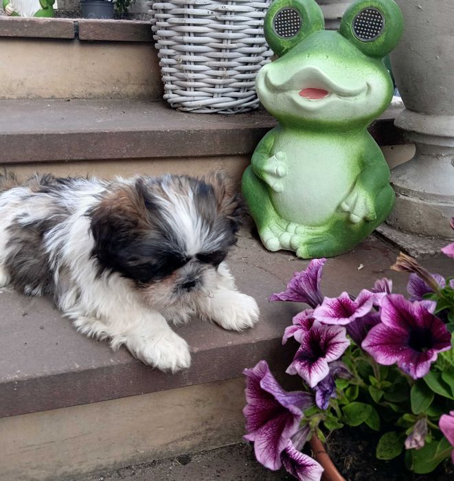 Piękna suczka  shih tzu