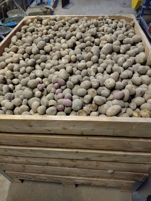 Ziemniaki paszowe odpadowe