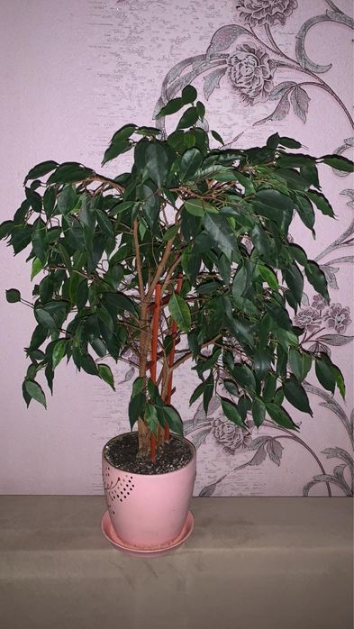 Фикус Бенджамина