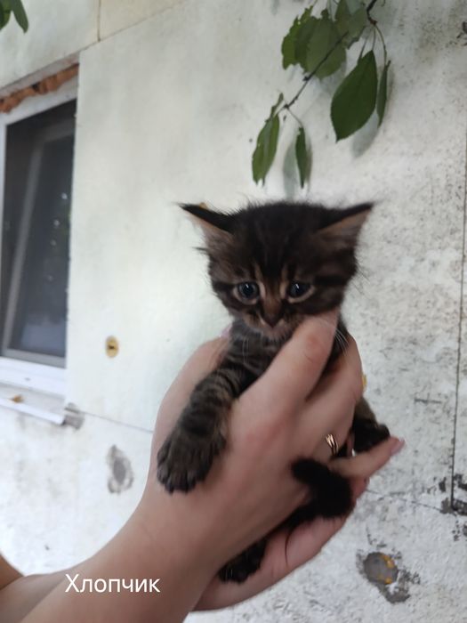 Кошенята безкоштовно