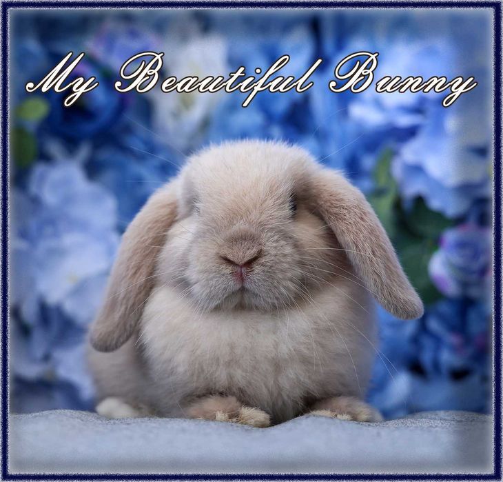 Piękny i Młody Króliczek Mini Lop - Sallander