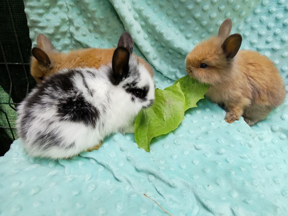 Króliki miniaturki króliczki miniaturki