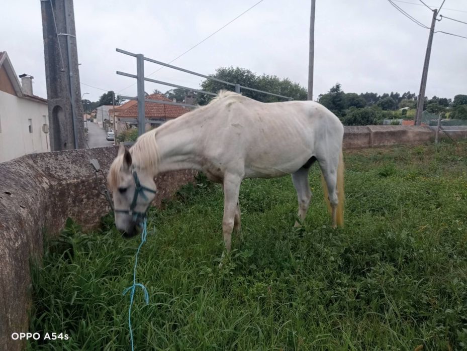 Cavalo com 16 anos