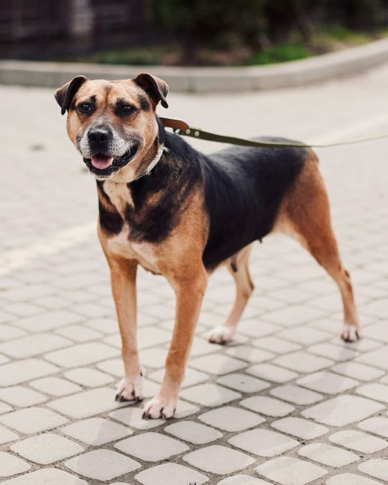 Собака ЧІЛЛІ метис стафа в добрі руки Львів, Львівська обл.
