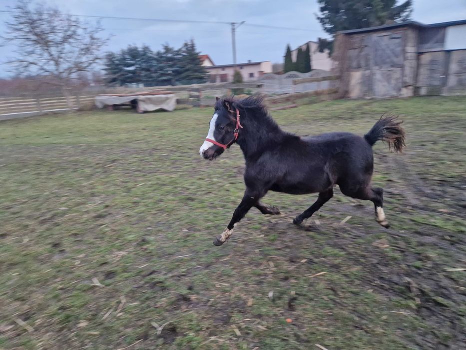 Ogierek kuc walijski odsadek PL PLUTON