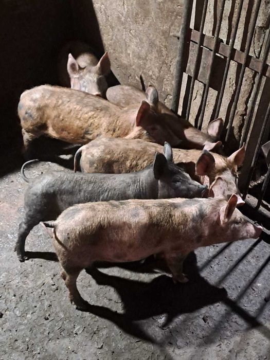 Leitões pietran x duroc