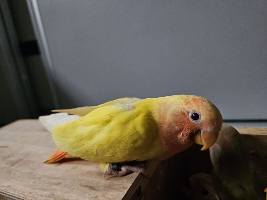 Agapornis Roseicolis