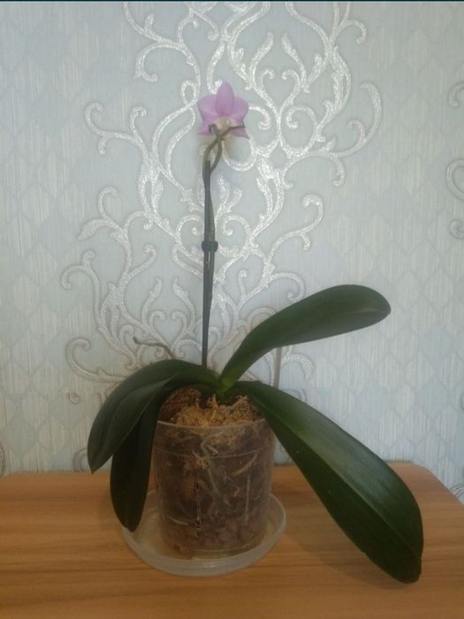 Продам домашні орхідеї