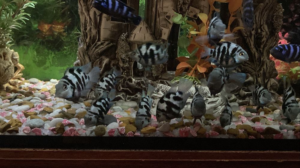 Срочно!!!Сапфировых попугаев