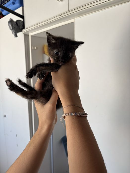 Gatinhos bebes adoção
