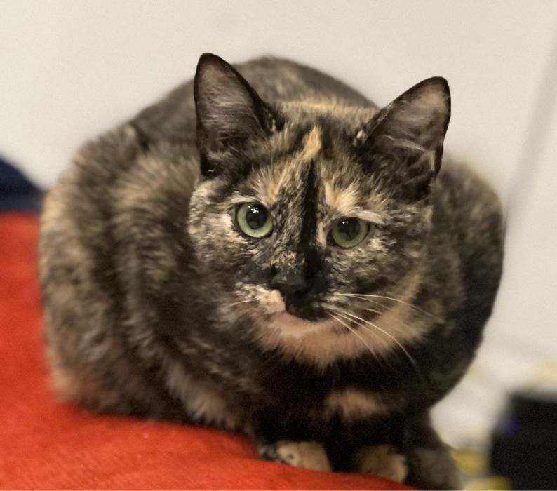 Lira, 8-miesięczna kotka, czeka na serce, które ją pokocha.