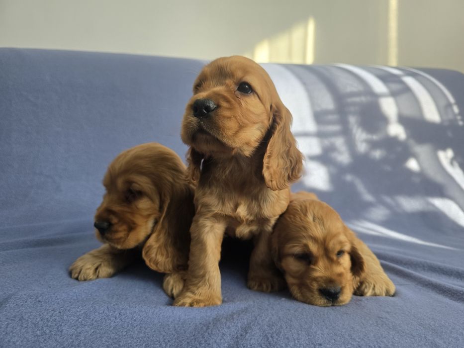Cocker Spaniel Angielski! Złoty szczeniak!
