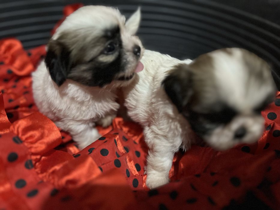 Shi-tzu.excelemte femea