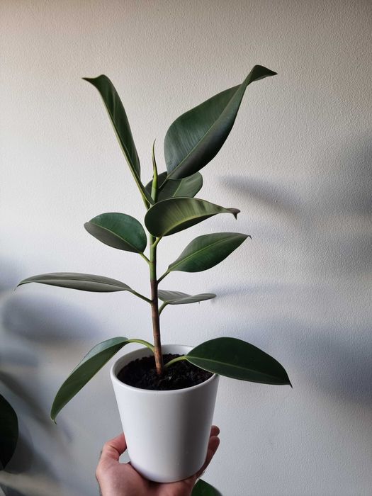 Planta ficus elástica natural