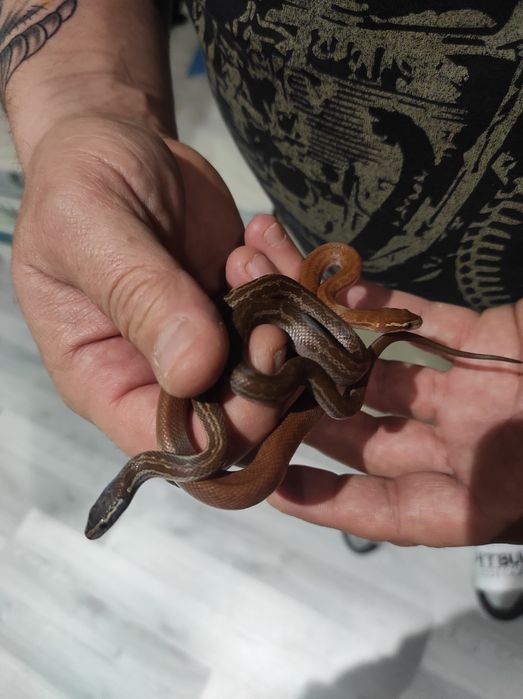 Wąż mahoniowy trzymiesięczny