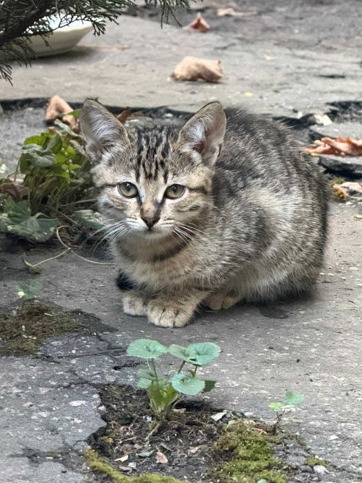 Котёнок бесплатно